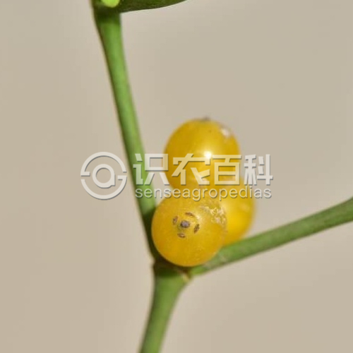 柑橘黄叶症状示例1