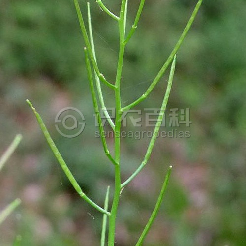 柑橘黄叶症状示例4