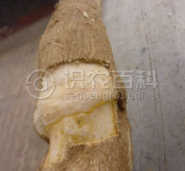 柑橘黄叶症状示例4