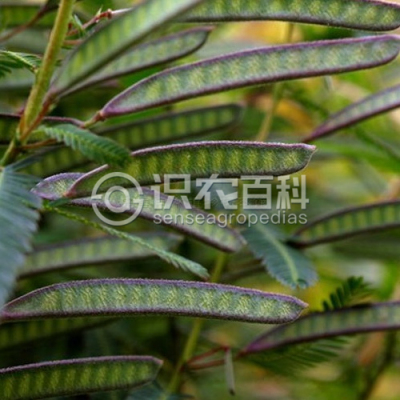 含羞草决明