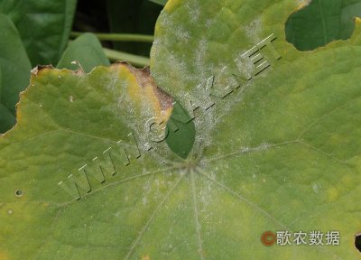 佛手瓜白粉病