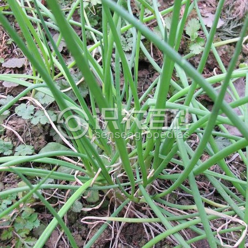 柑橘黄叶症状示例1