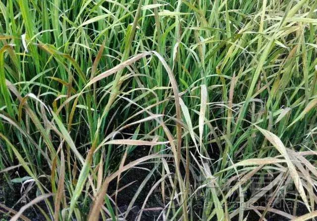 柑橘黄叶症状示例4