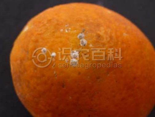 柑橘黄叶症状示例3