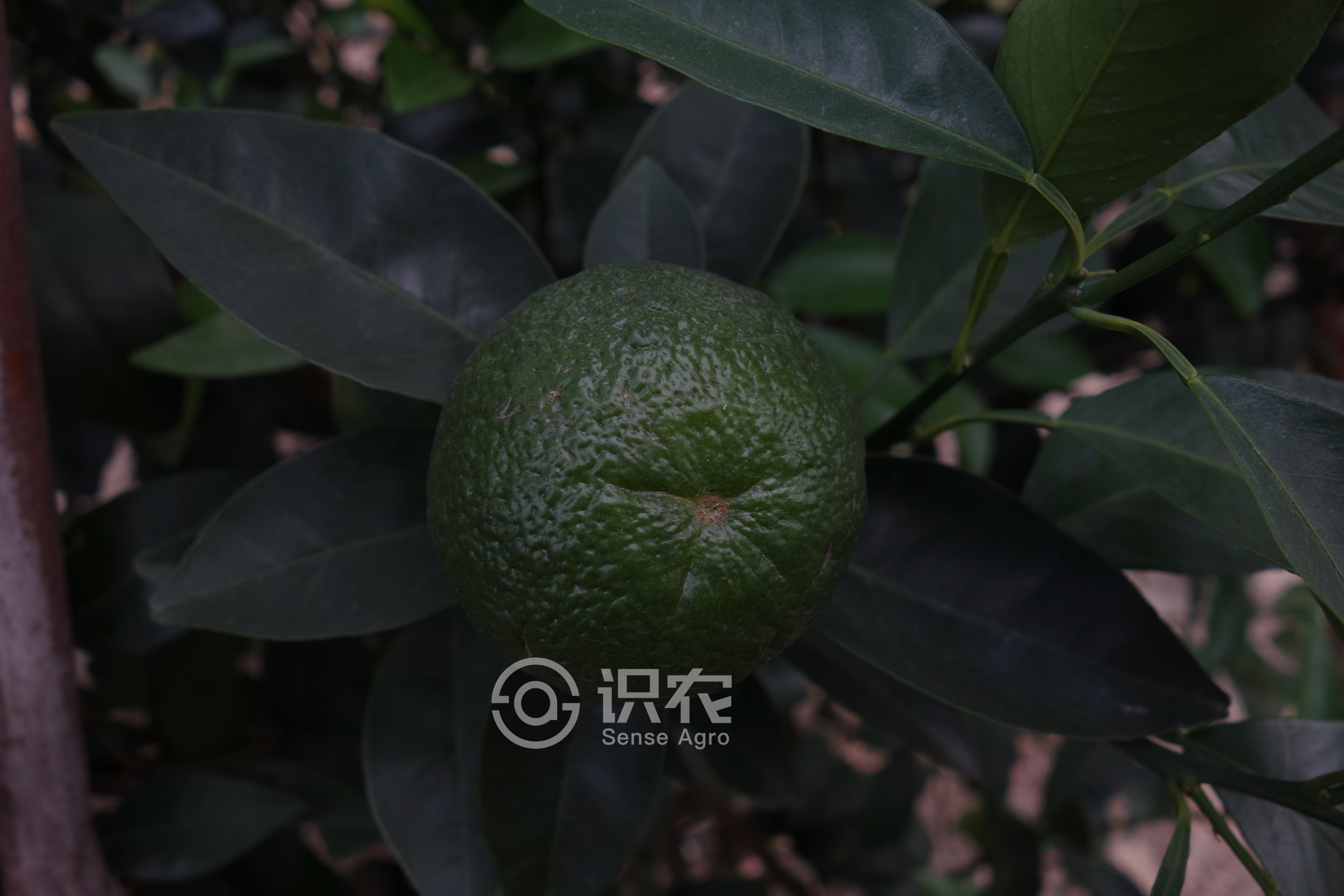 柑橘黄叶症状示例4