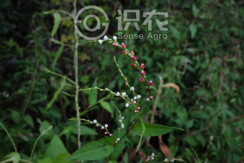 柑橘黄叶症状示例2
