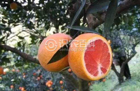 柑橘黄叶症状示例2