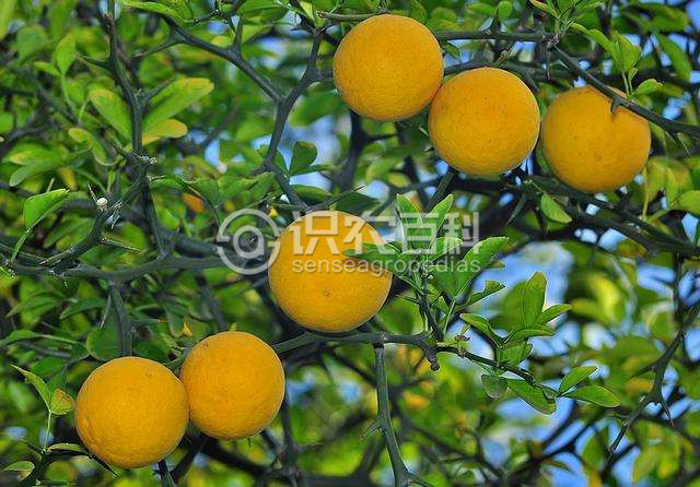 柑橘黄叶症状示例1