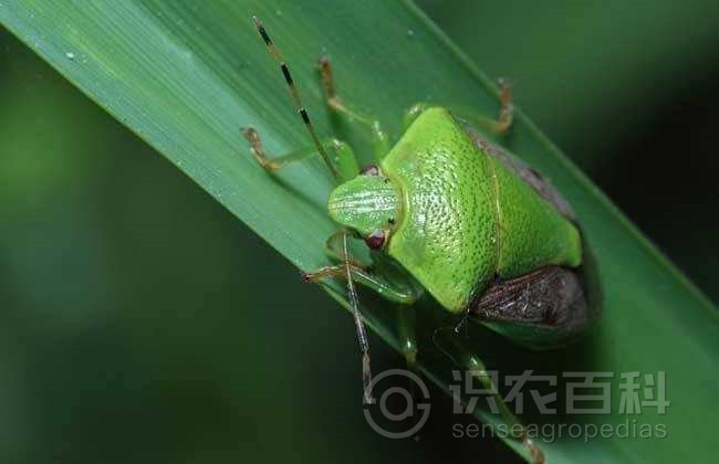 柑橘黄叶症状示例1