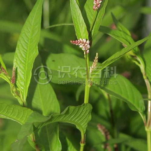 柑橘黄叶症状示例6