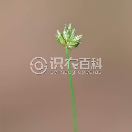 柑橘黄叶症状示例1
