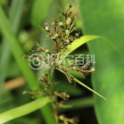 高秆珍珠茅