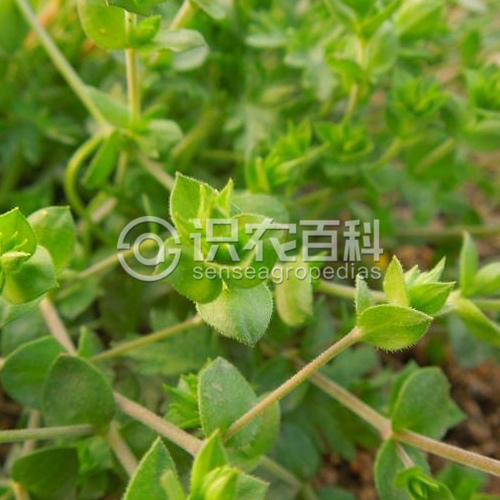 柑橘黄叶症状示例2