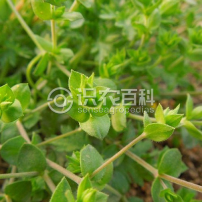 无心菜