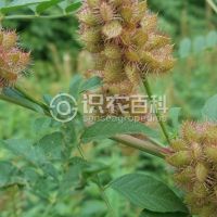 柑橘黄叶症状示例0