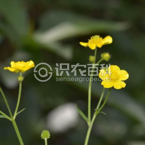柑橘黄叶症状示例1