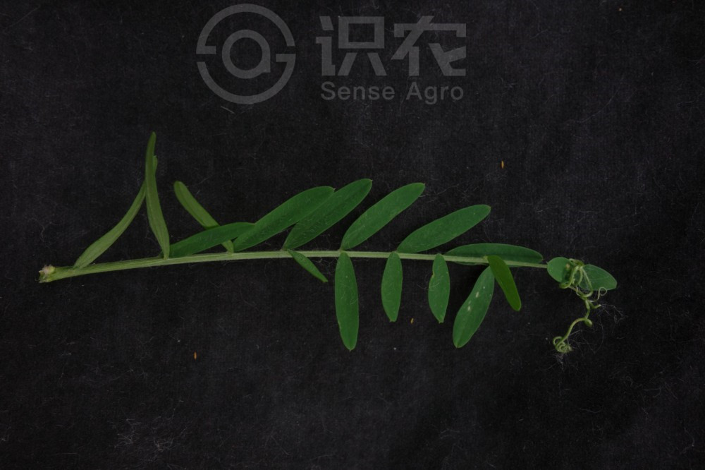 柑橘黄叶症状示例5