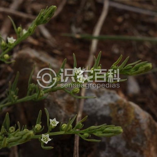 柑橘黄叶症状示例3