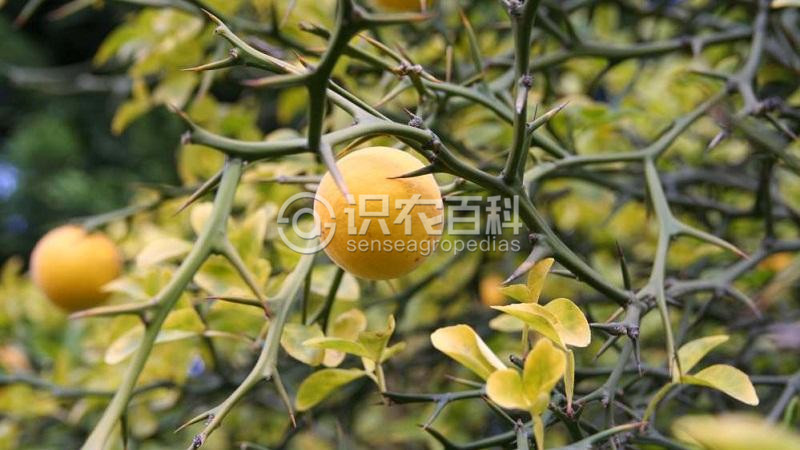 柑橘黄叶症状示例2