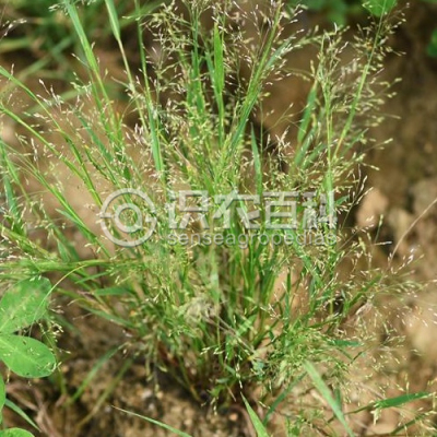 小画眉草