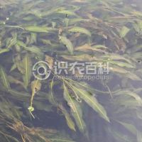 柑橘黄叶症状示例0