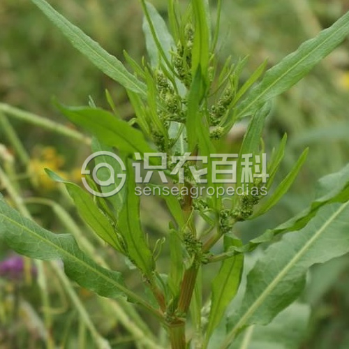 柑橘黄叶症状示例3