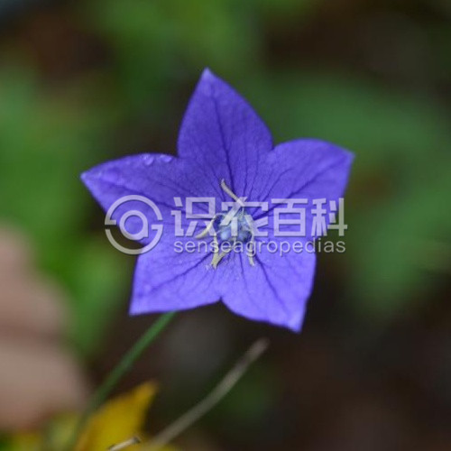 柑橘黄叶症状示例5