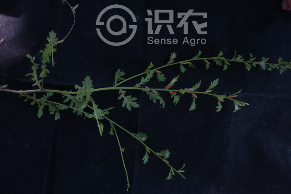 柑橘黄叶症状示例2