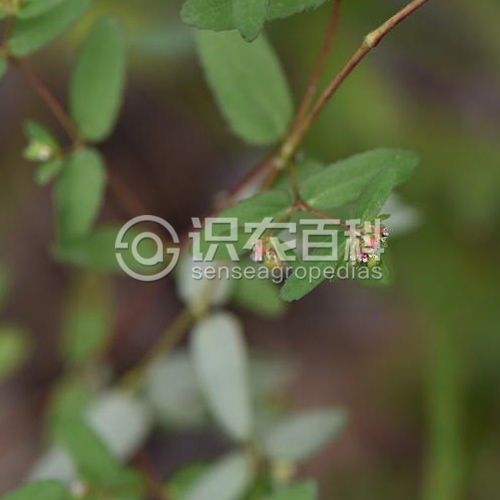 柑橘黄叶症状示例2
