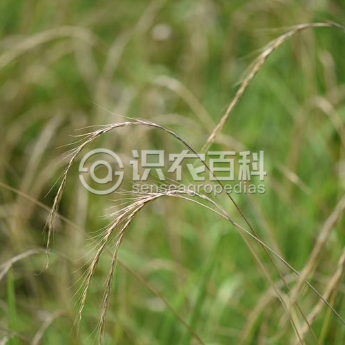柑橘黄叶症状示例1