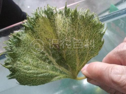 柑橘黄叶症状示例1