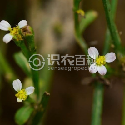 虾须草