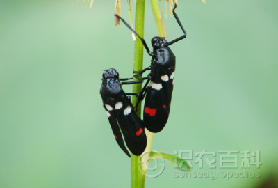 稻赤斑沫蝉