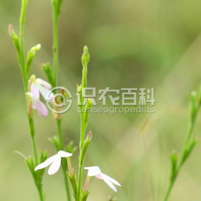 大独脚金
