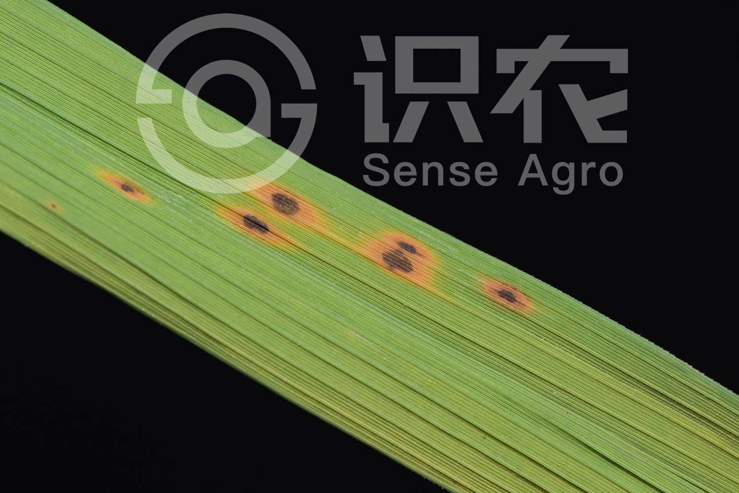 柑橘黄叶症状示例3