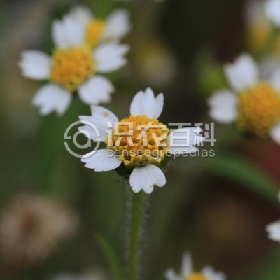 牛膝菊
