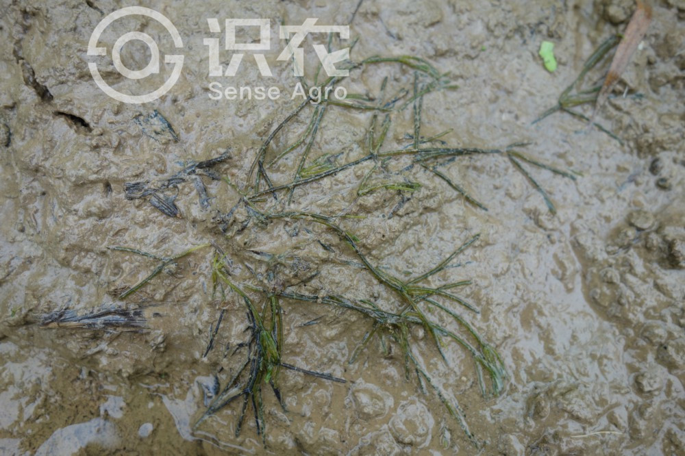 柑橘黄叶症状示例1
