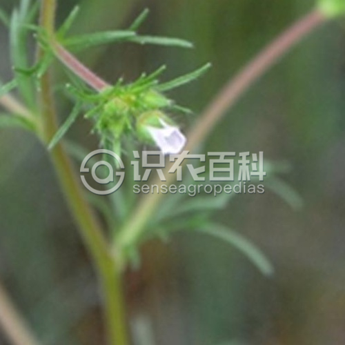 柑橘黄叶症状示例1