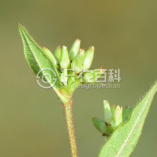 柑橘黄叶症状示例5