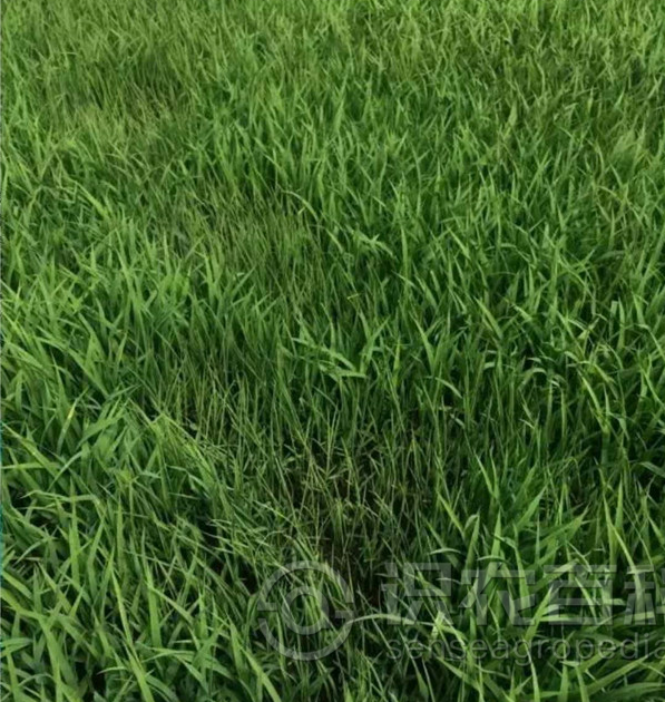 柑橘黄叶症状示例2