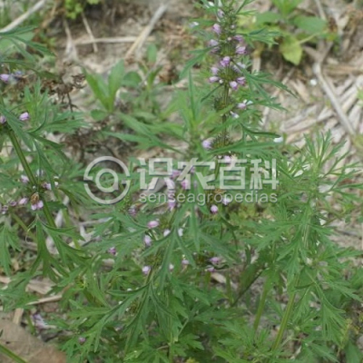 细叶益母草