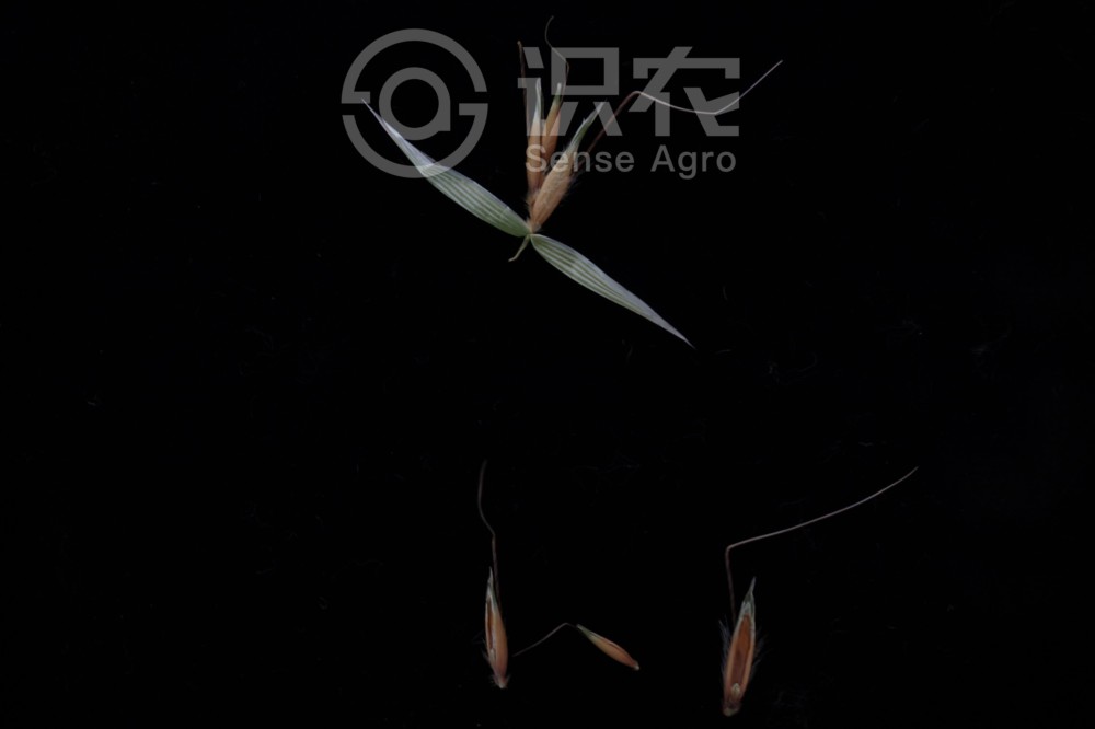柑橘黄叶症状示例6