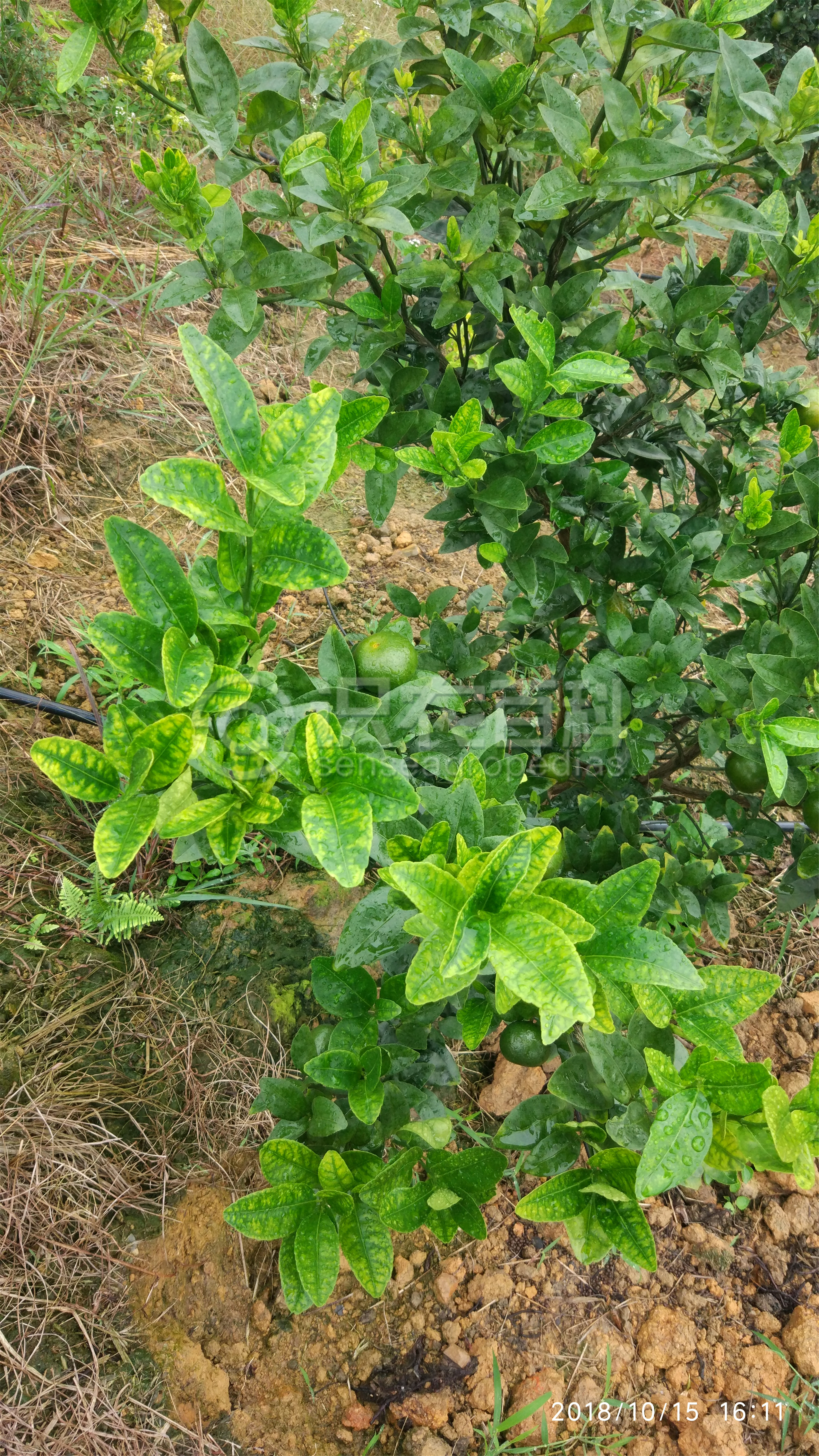 柑橘黄叶症状示例3