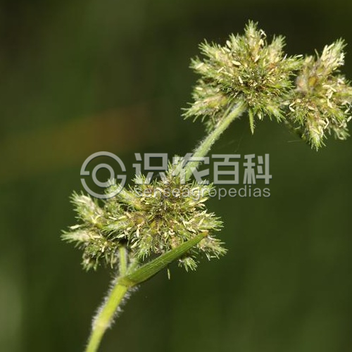柑橘黄叶症状示例2