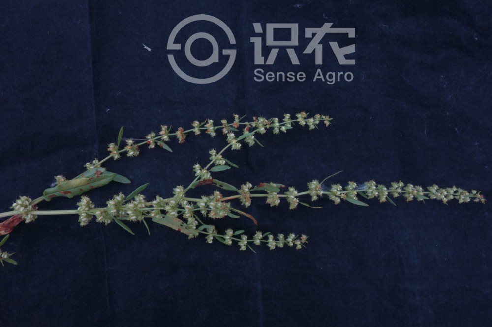柑橘黄叶症状示例3