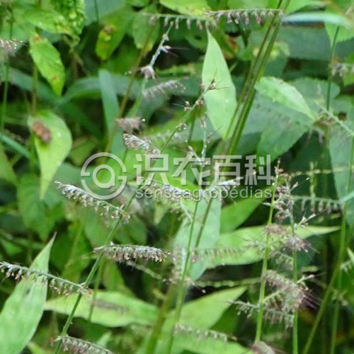 柑橘黄叶症状示例1