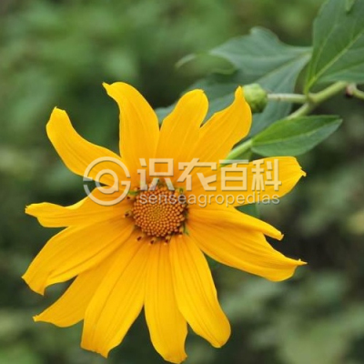 肿柄菊