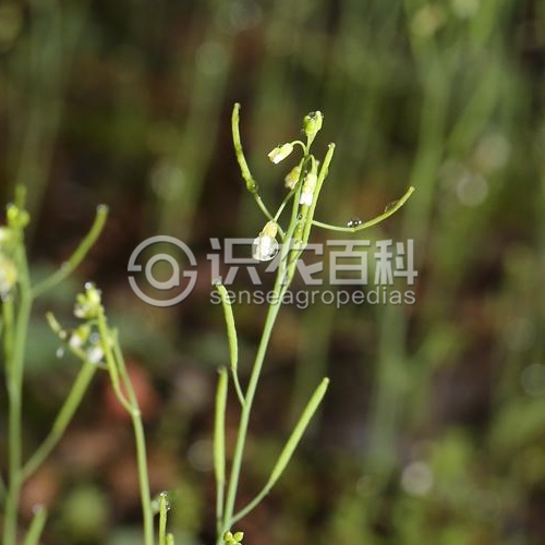 柑橘黄叶症状示例1