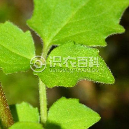 柑橘黄叶症状示例2