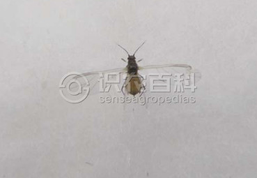 柑橘黄叶症状示例1